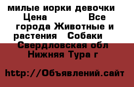 милые иорки девочки › Цена ­ 15 000 - Все города Животные и растения » Собаки   . Свердловская обл.,Нижняя Тура г.